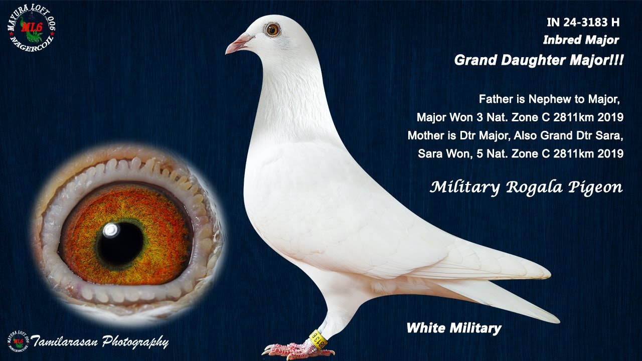 White Military.....💯 Pure Military Rogala Pigeon......