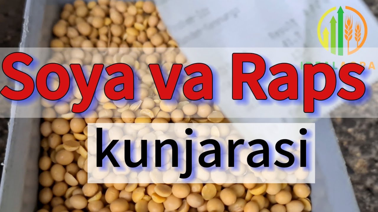 Soya va Raps shroti. REUPLOADED #chorva #bayern #simmental #idealagrar #ozuqa #soja #dairy