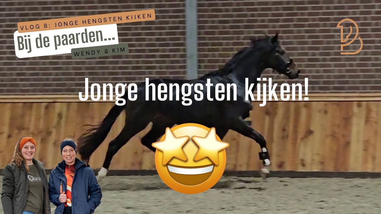 Op bezoek bij hengstenstation van Uytert om jonge hengsten te kijken en daarna bij de Zilfia's Hoeve