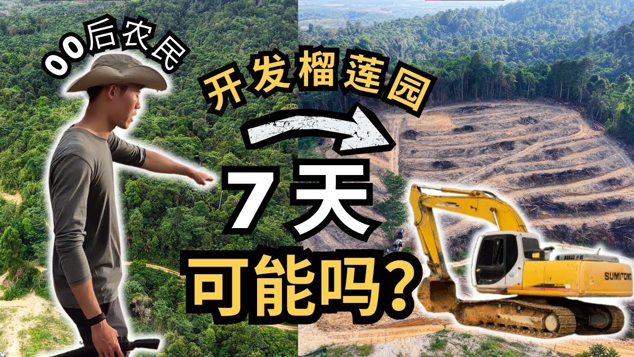 【 🇲🇾⛰️用7天开发榴莲园真的够吗？】怎么规划？要多少钱？00后的我正式开始踏入榴莲行业，榴莲园开发全过程纪录片与经验分享，在芭场的 VLOG