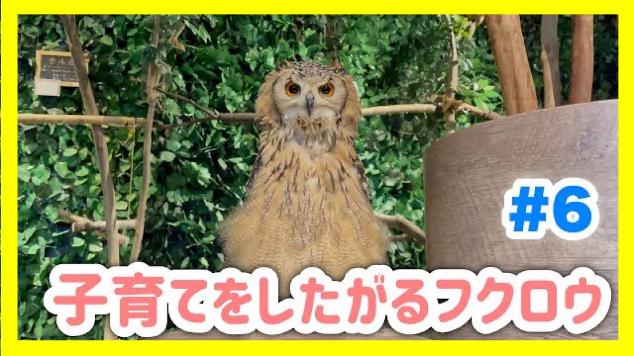 【貴重映像】今年も子育てをしたがるフクロウ#6【ベンガルワシミミズク】