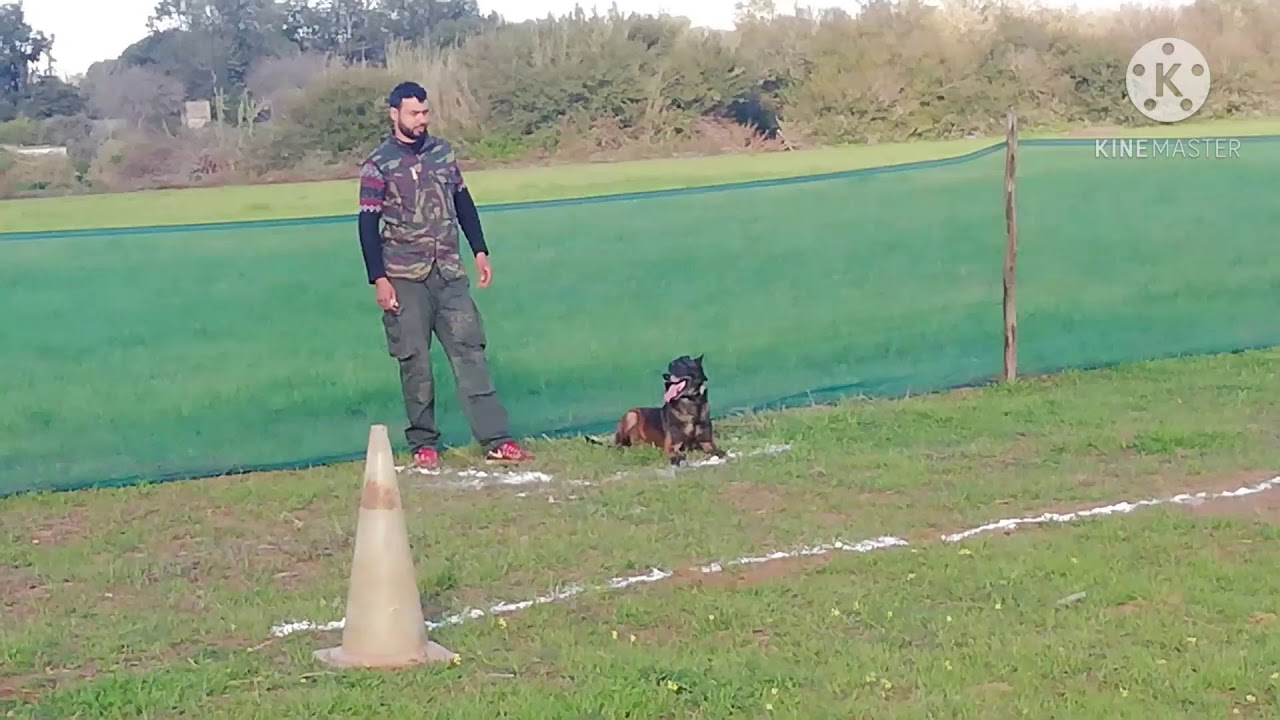 #vlog 1🍒(ring) malinoi charbonné 🐕🥇🏆🇲🇦