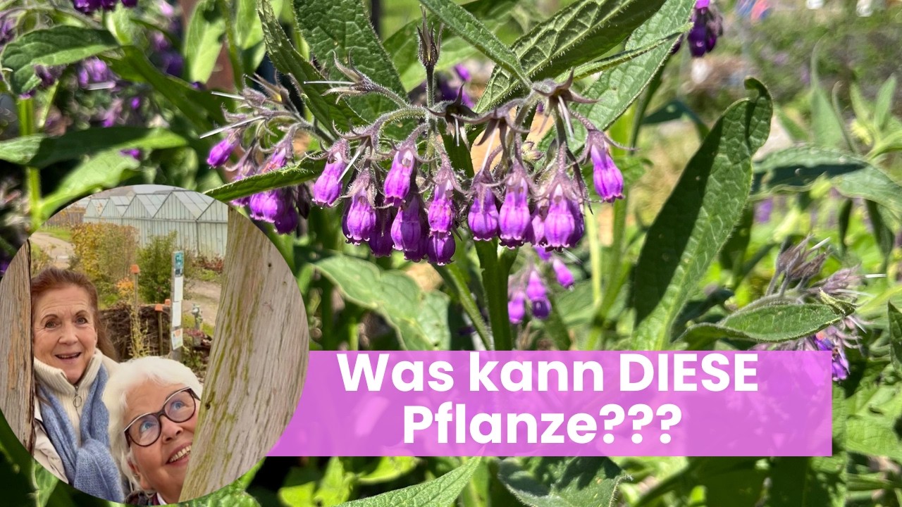 Beinwell Salbe selber machen 🌿 Heilpflanzenwissen aus unserem Kräutergarten