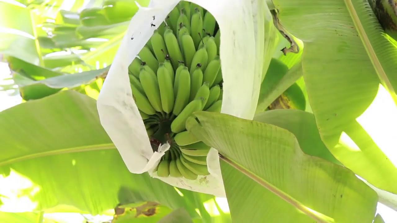 Banana - Manejo e adubação bananal altamente produtivo