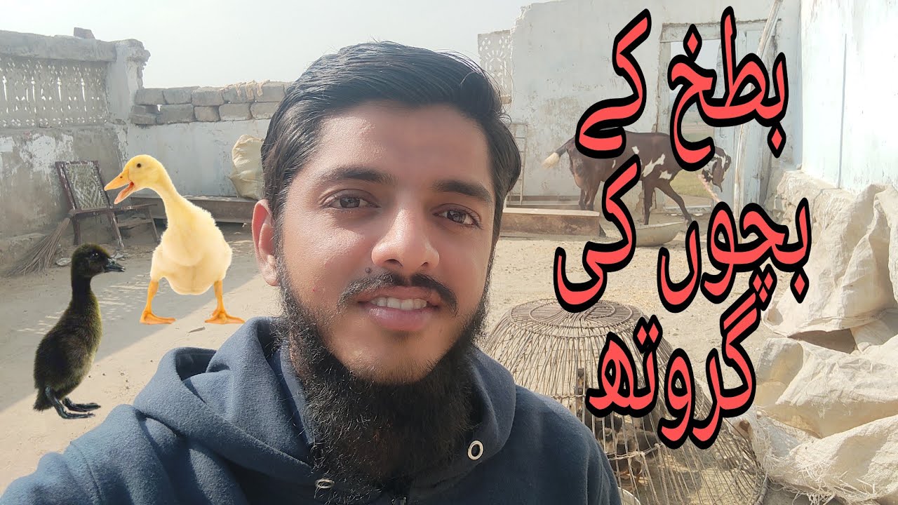 Duckling Growth Update || Ducking Care || Nk Birds