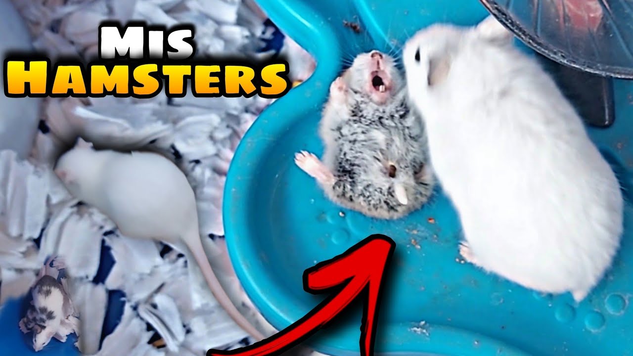 Donde Están Mis Ratones, Ratas y Hamsters?