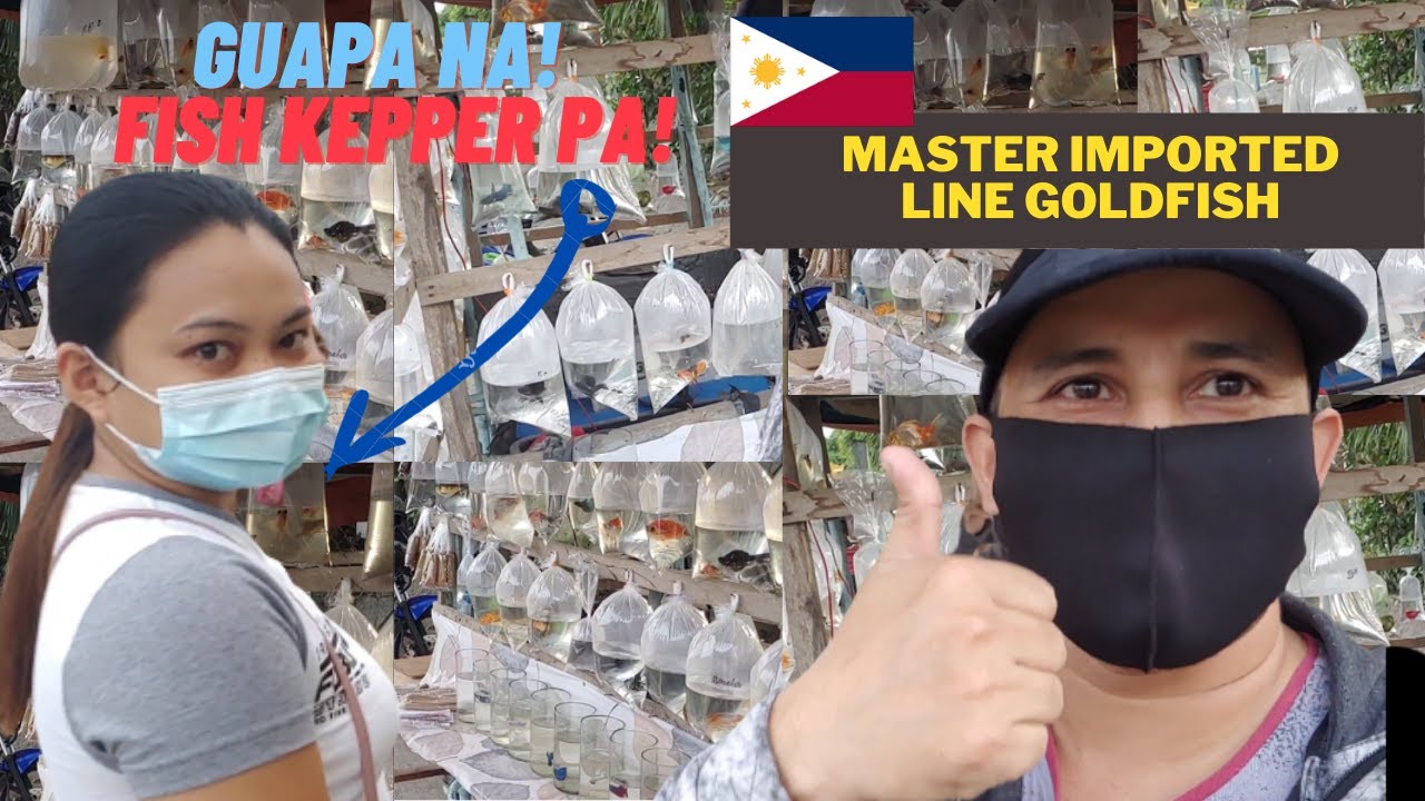 Affordable Aquarium Fish Market Philippines | Pretty Fish Keeper + Ornamental Fish Vendor
