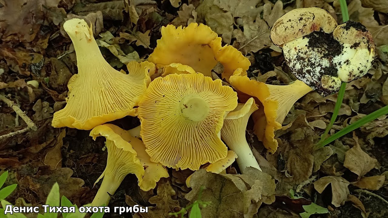 За летними грибами в дубраву | Жёлтый боровик и лисичка бледная | ГРИБЫ 2024