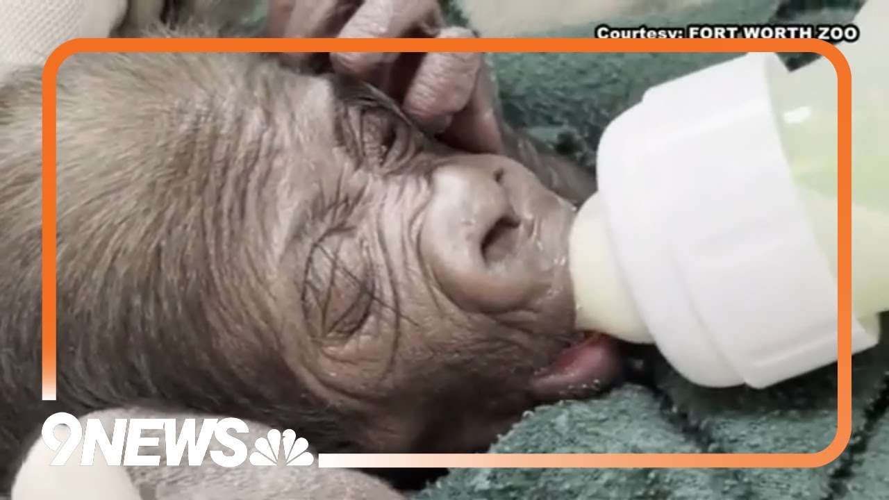 Dallas Zoo Delivers Baby Gorilla By C-Section