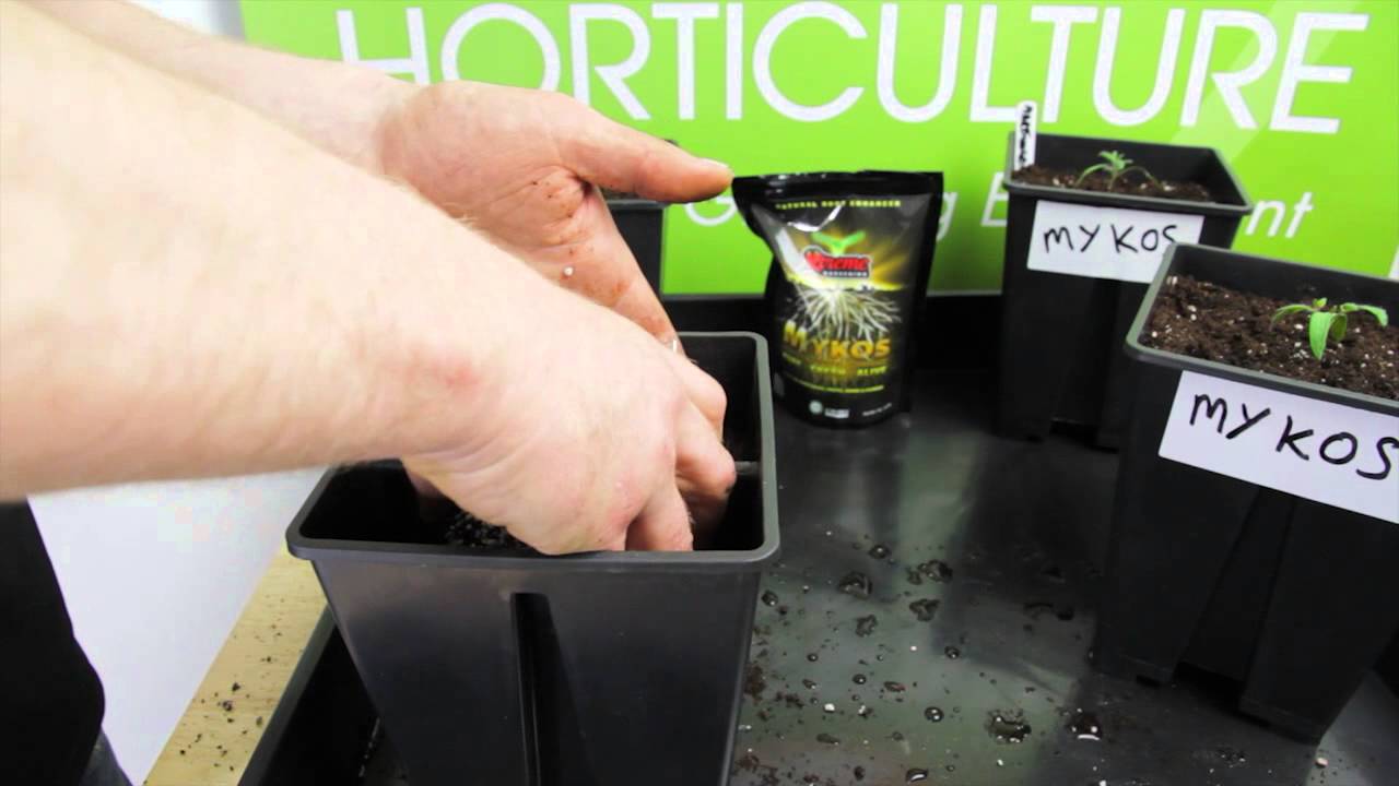 How Azos promotes healthy growth for plants | An overview by Greens Hydroponics