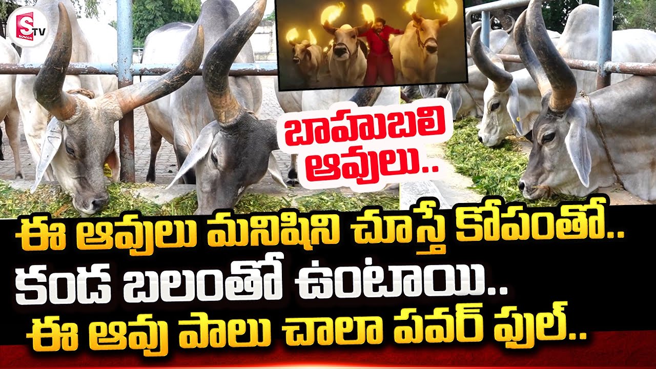 బాహుబలి ఆవులు కథ | Kankrej Cow Breeds In Tirumala | Top Quality Milking Kankrej Cows | SumanTV