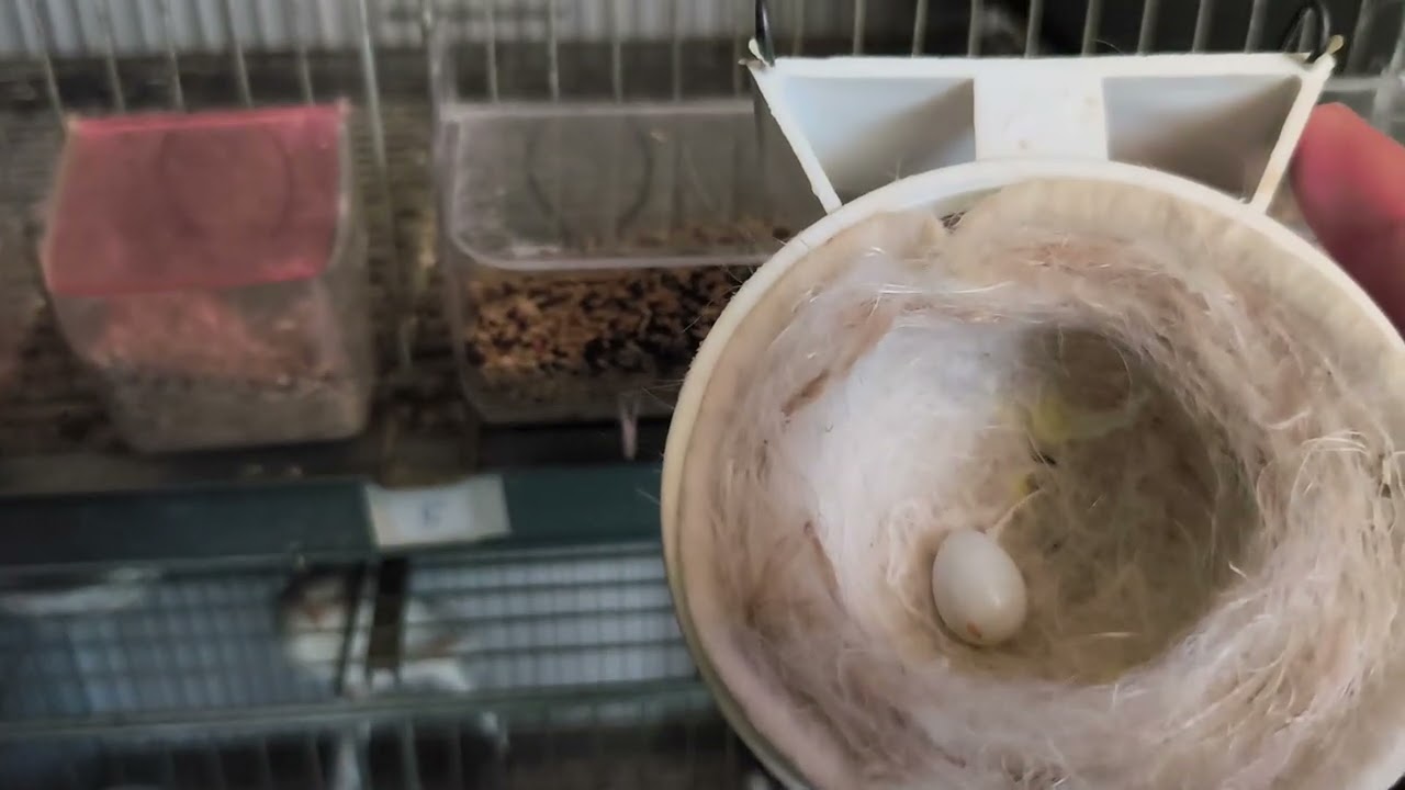 Ya van poniendo todas y primeros huevos pisados así vamos