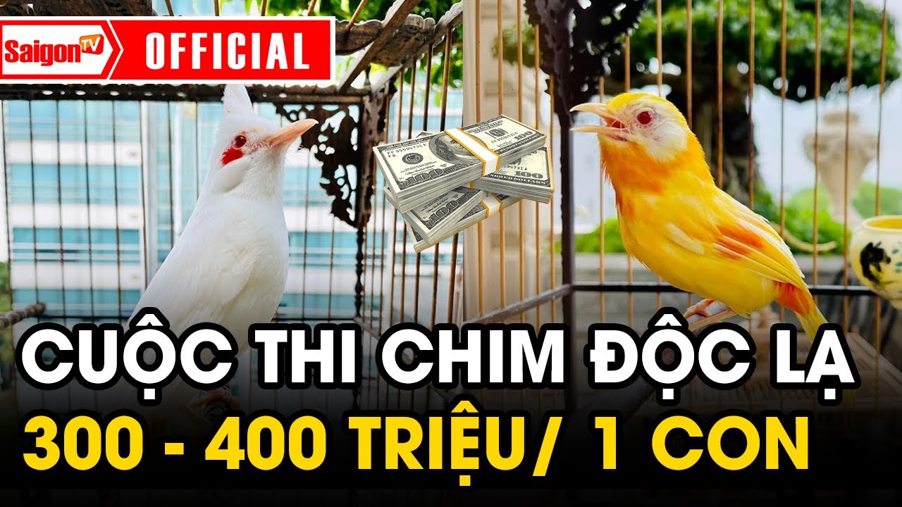 Độc lạ: Cuộc thi của những chú chim 300 - 400 triệu VNĐ - SAIGONTV