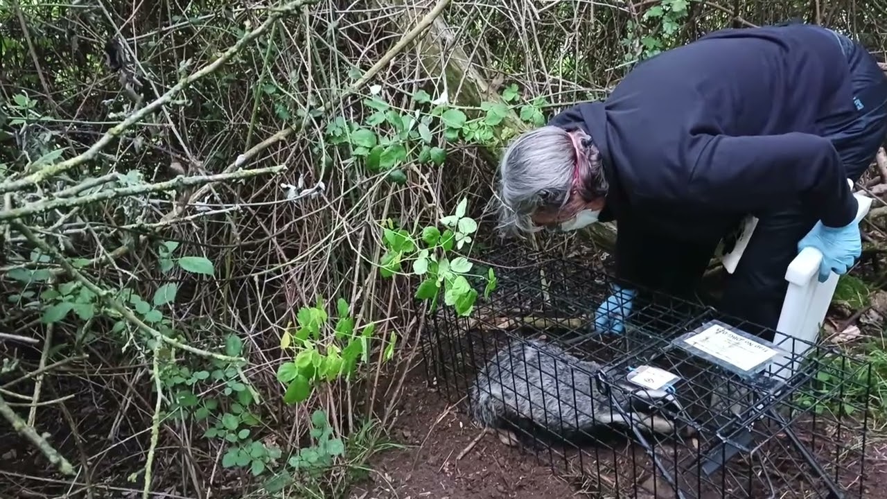SEVEN YEARS OF BADGER VACCINATION