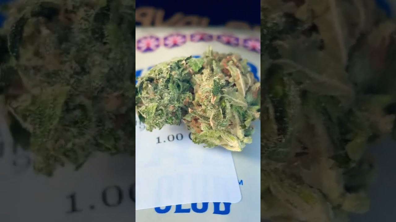 super lemon haze and lilac diesel from the treatment #stonersociety #stonersonly #weedreview
