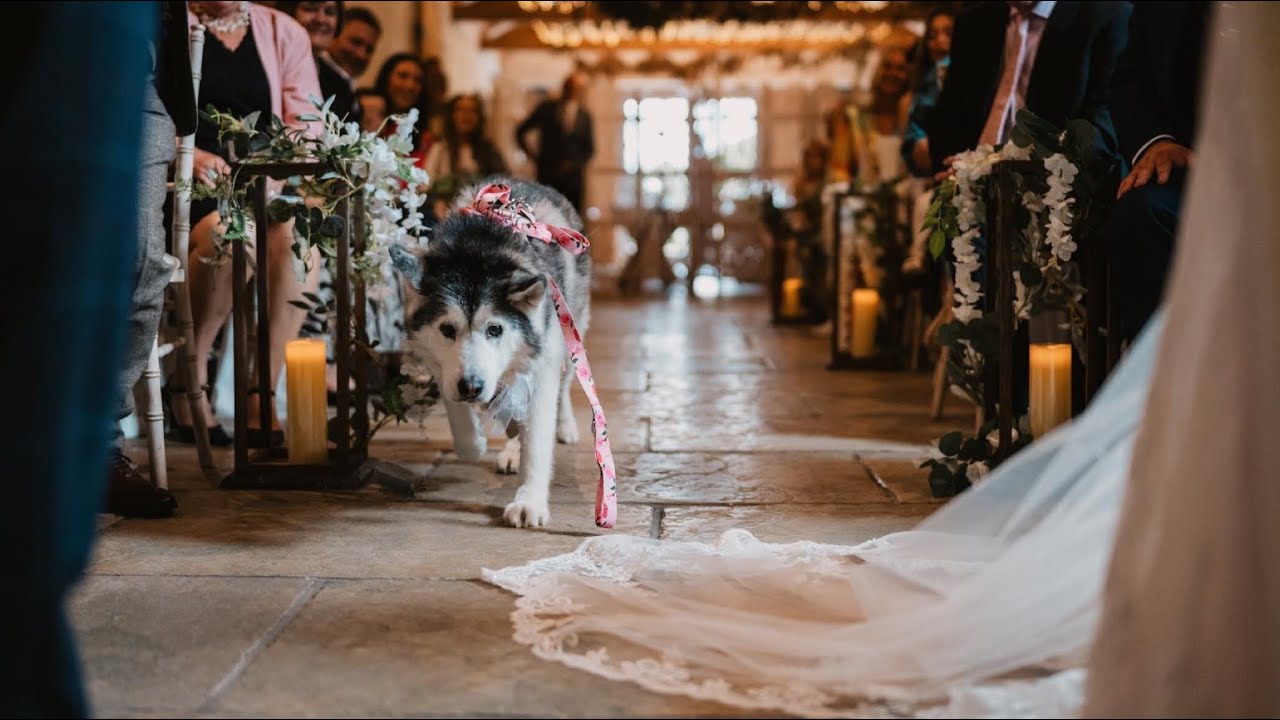 Our Husky Was The Ring Bearer At Our Wedding!😭. [CUTEST VIDEO EVER!!]