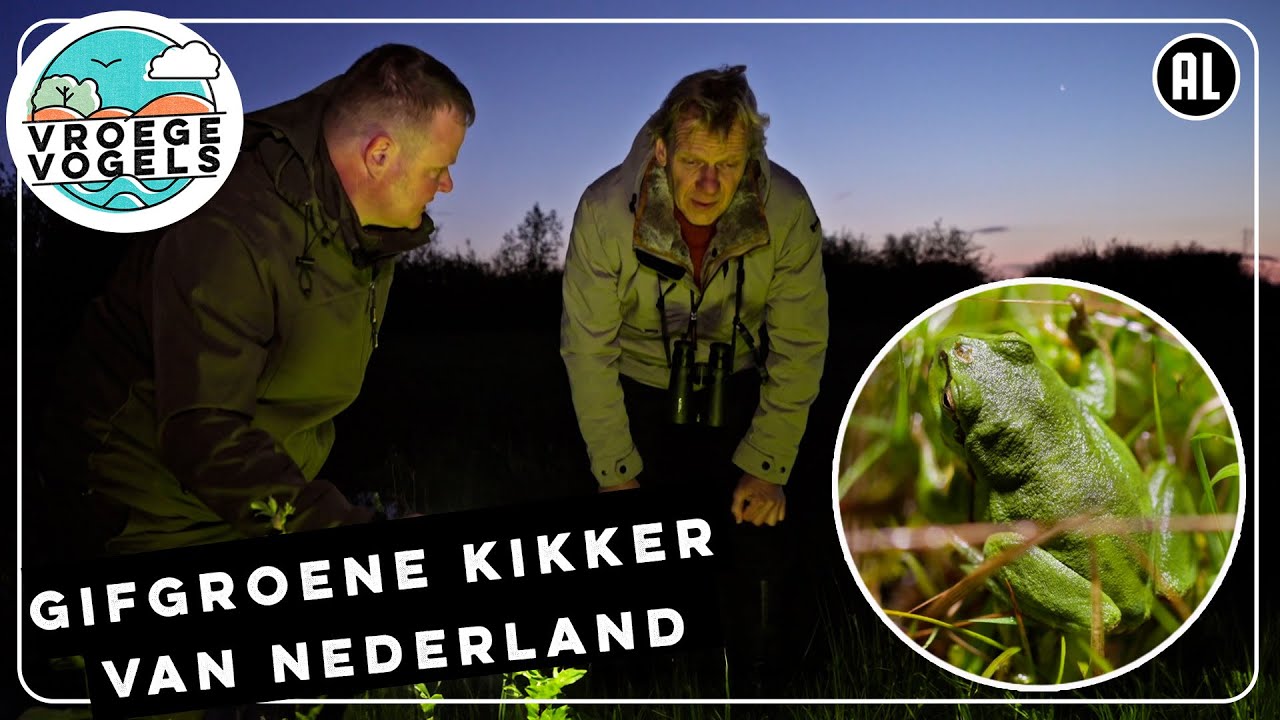Gifgroene kikker in Nederland | TV | Vroege Vogels