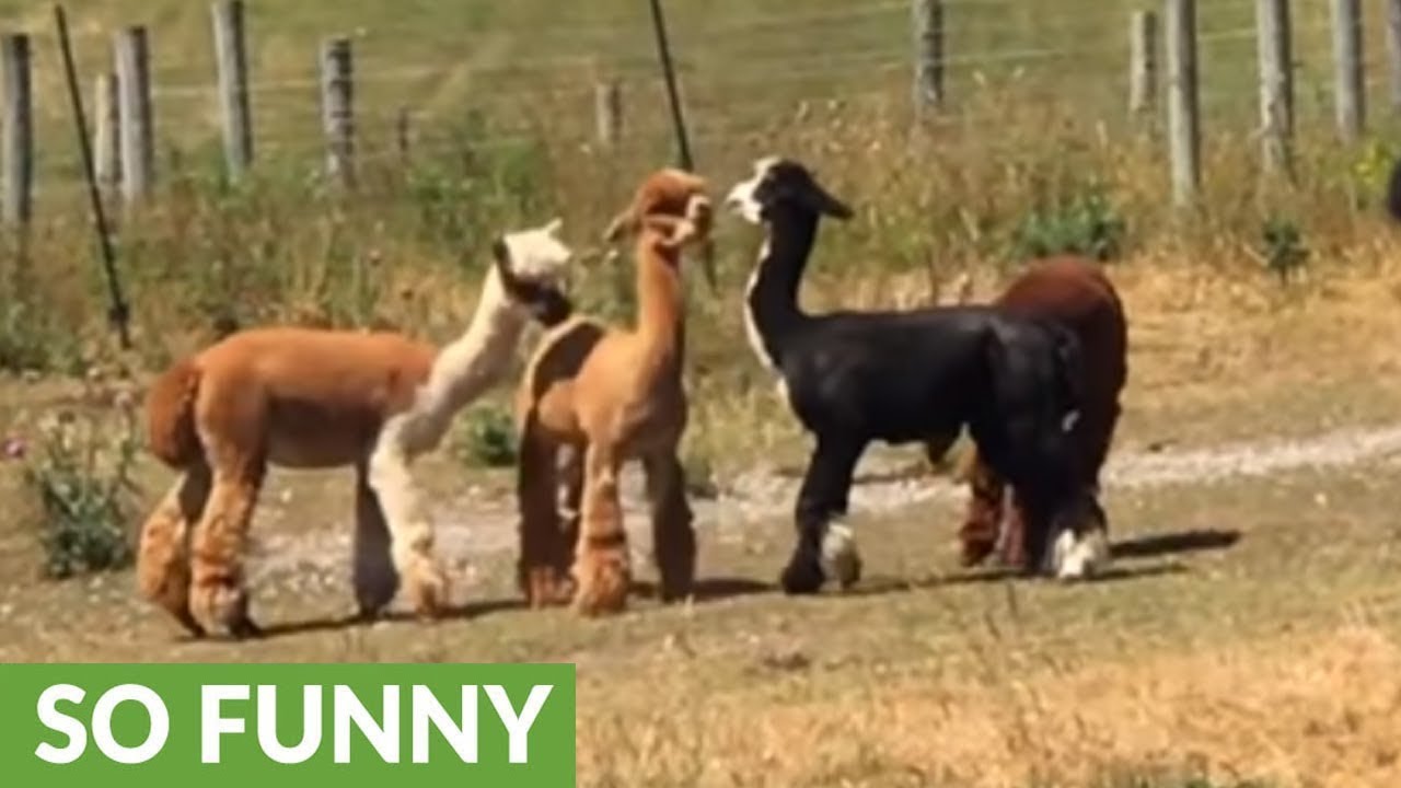 Terrified alpaca runs screaming for safety near herd dogs