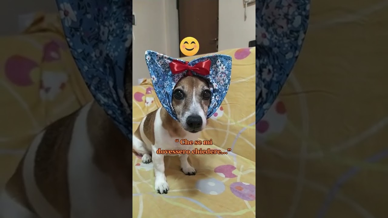 La scelta #ucciodesantis #jackrussell #comedy #lascelta