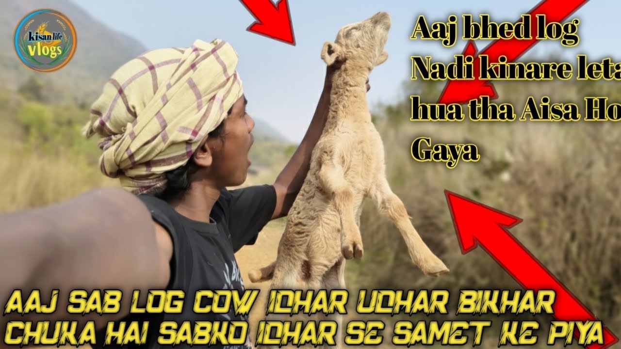 Aaj bhed log Nadi kinare hua tha Aisa Ho Gaya Chhoti Si journey mein vlogs@kisanvlogs566 
