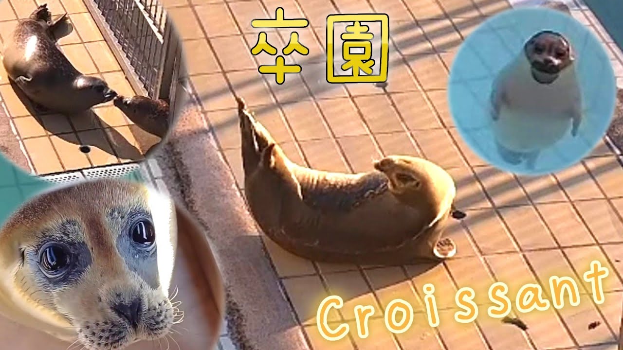 クロワッサン卒園おめでとう!!かわいい名場面まとめ【アザラシ幼稚園】