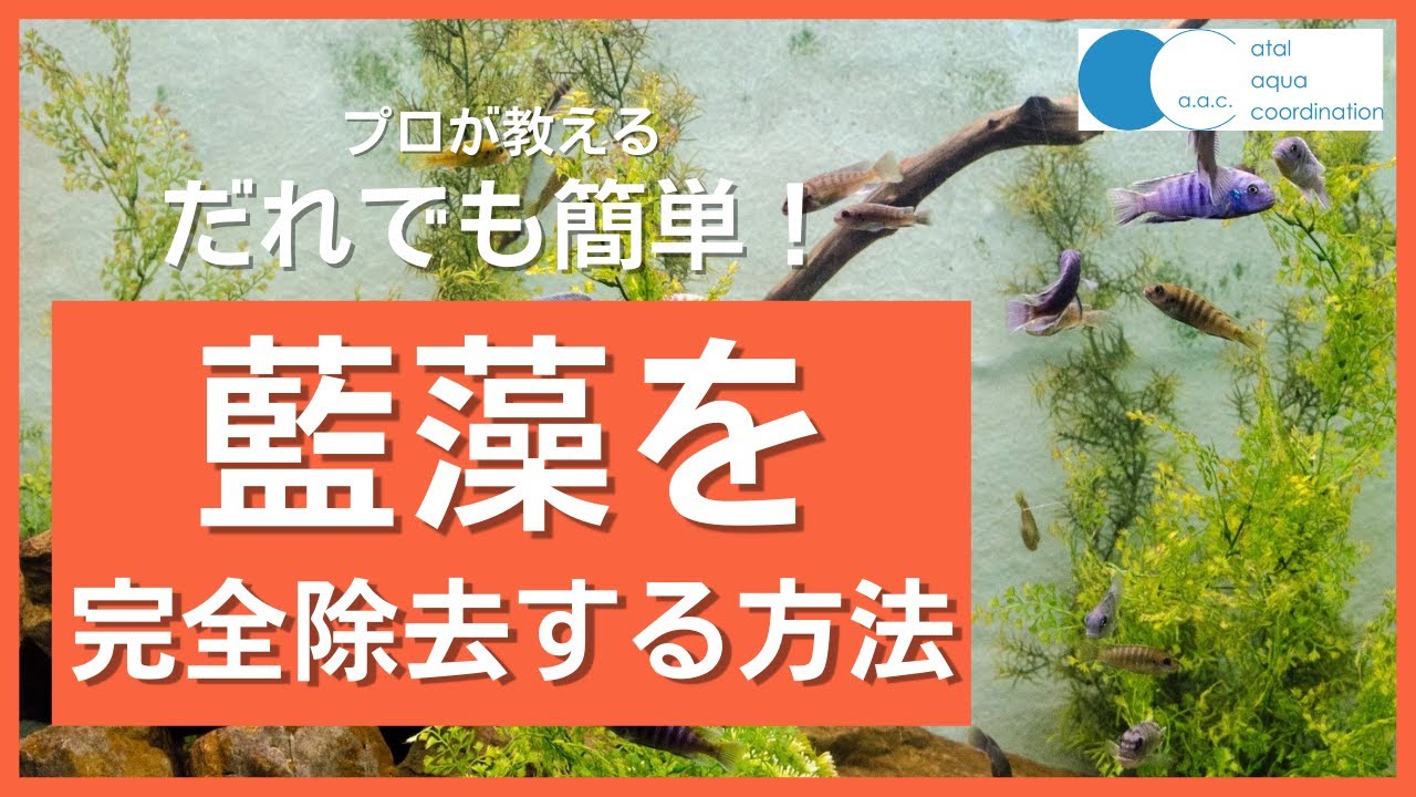 【アクアリウム　コケ対策シリーズ#04】藍藻について語ります！