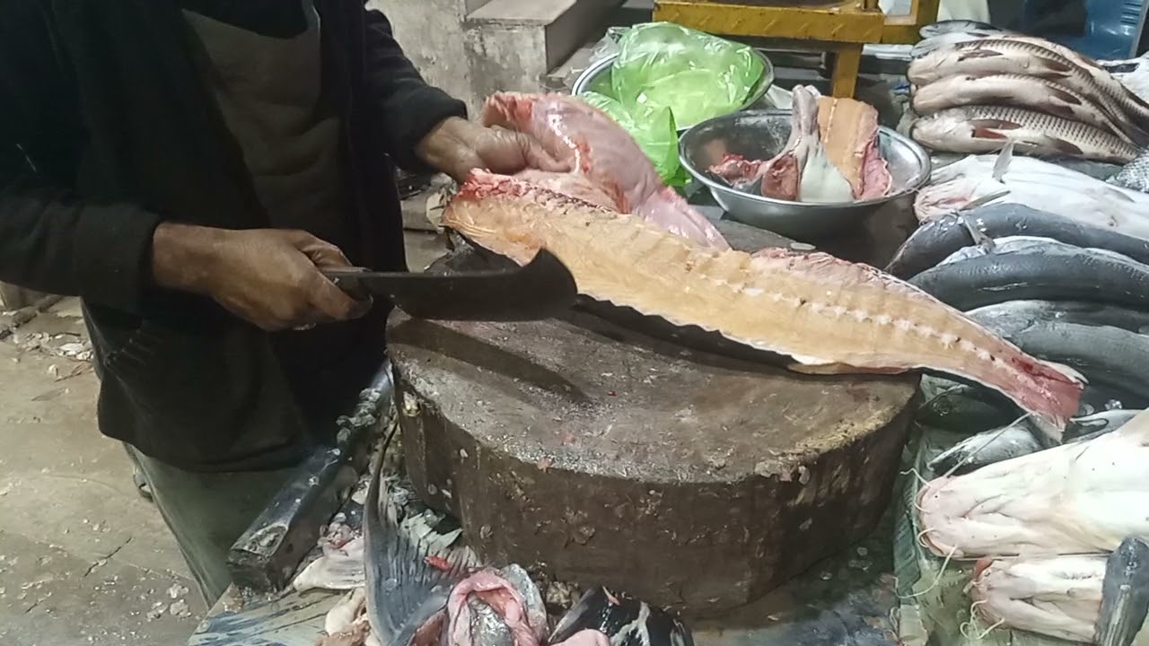 Fish cutting 10 kg jogi khaga