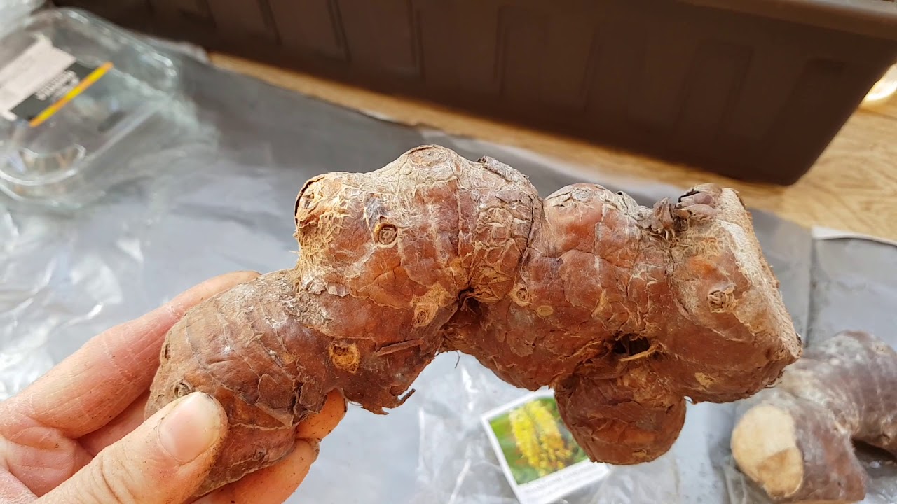 Wianecznik - jak posadzić? Problem w opisie...