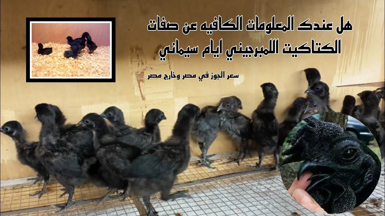 ازاي اعرف الكتكوت اللمبرجيني ايام سيماني الاصلي من عمر يوم 👍