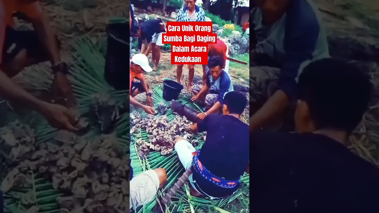 Cara Bagi Daging Orang Sumba Suku Kadoku #sumba #budaya #adat #tradisi #kedukaan #iramagong