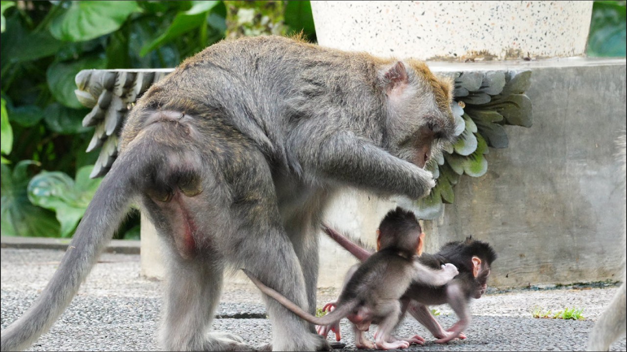 Близнецы стали осмеливаться спускаться вниз поиграть.