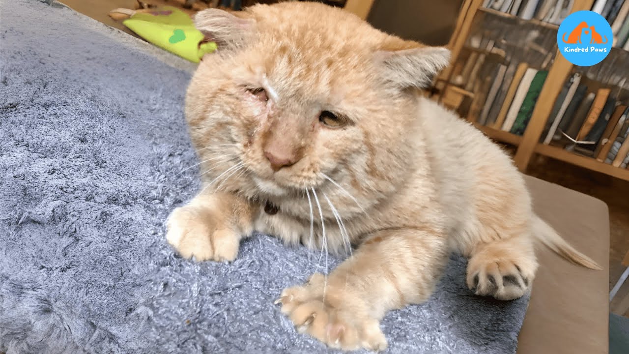 No One Wanted This Old Shelter Cat Until This Happened