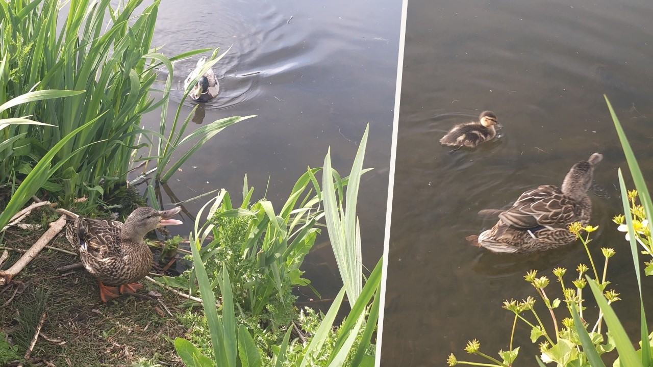 Mama Duck Fights Back Against Male Duck Attacker