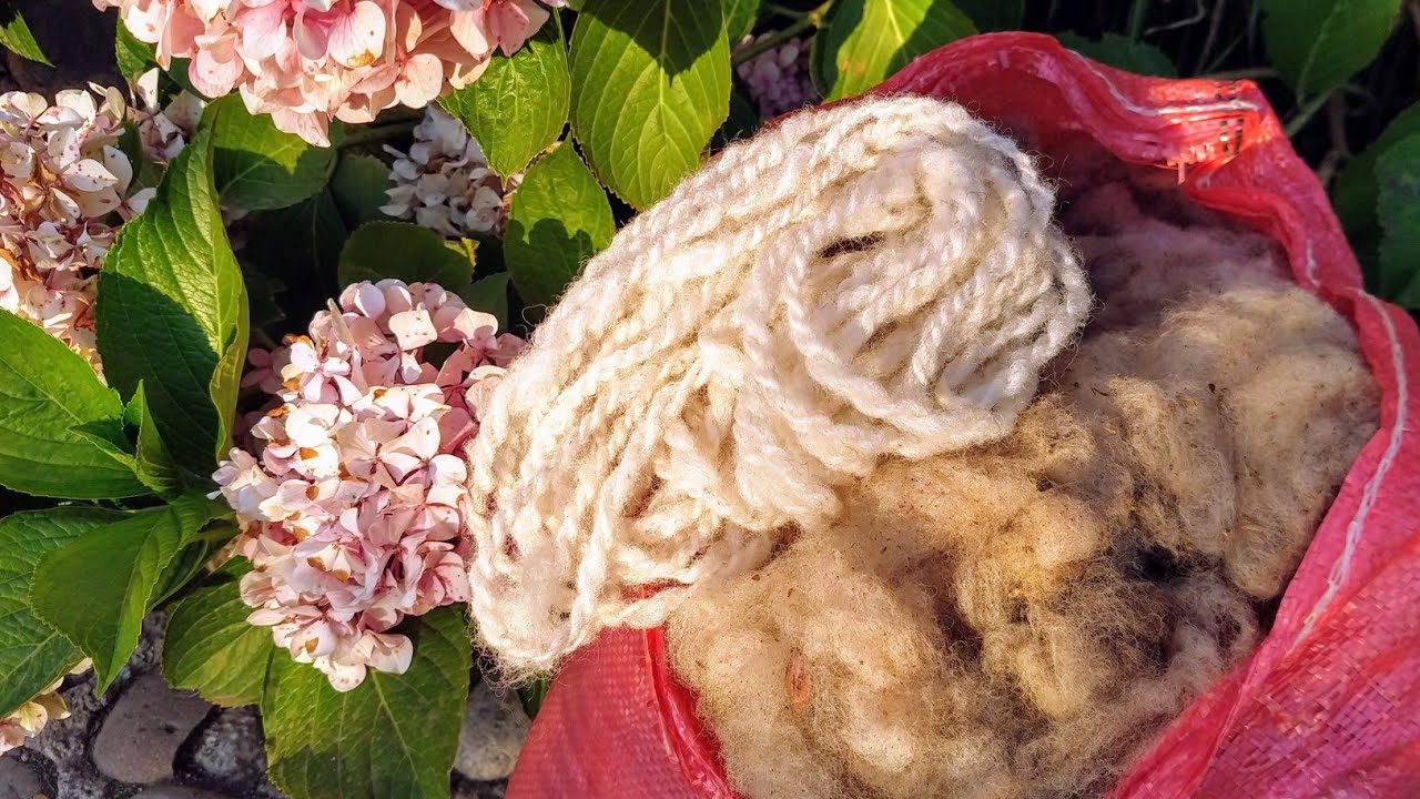 Preparing sheep's wool for spinning