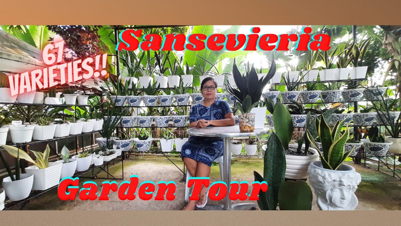 Sansevieria/Snake plant Collection (Garden Tour) AteMY TV