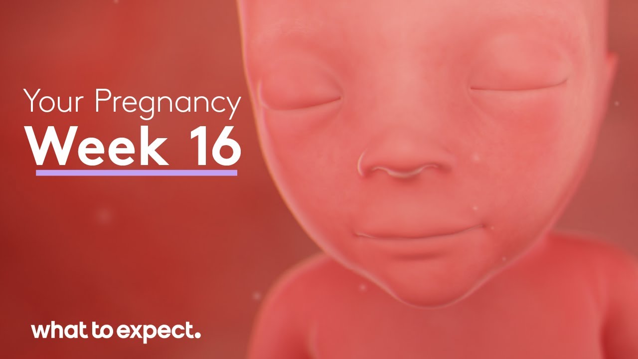 16 Weeks Pregnant - What to Expect