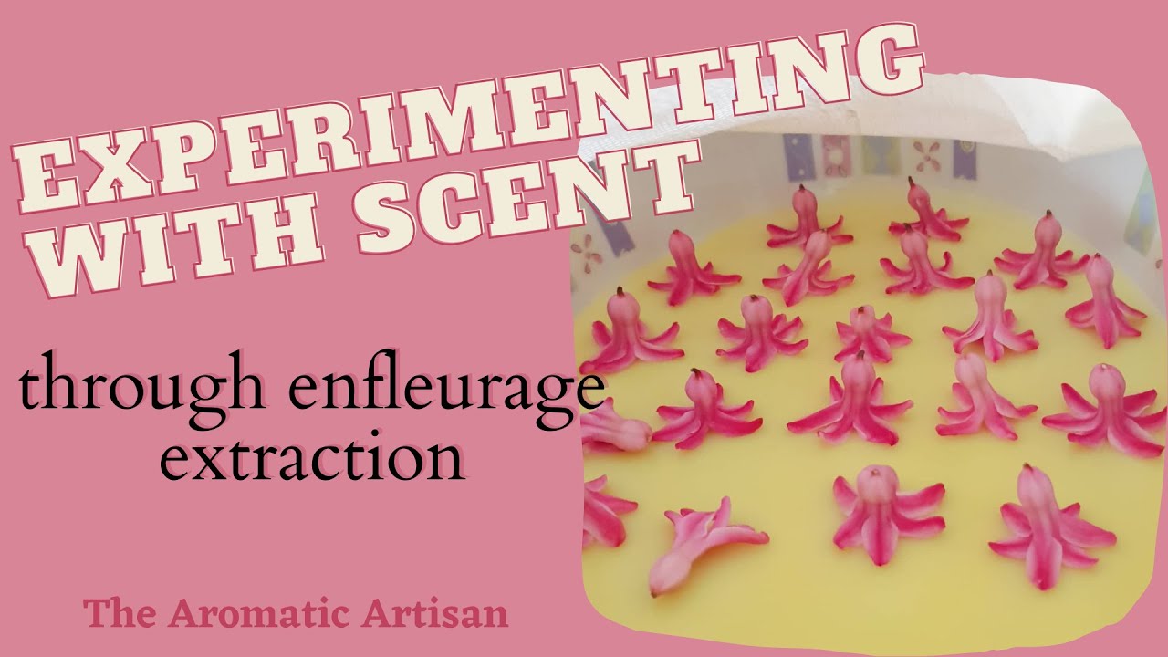 Winter/Spring Extractions for Enfleurage Perfume