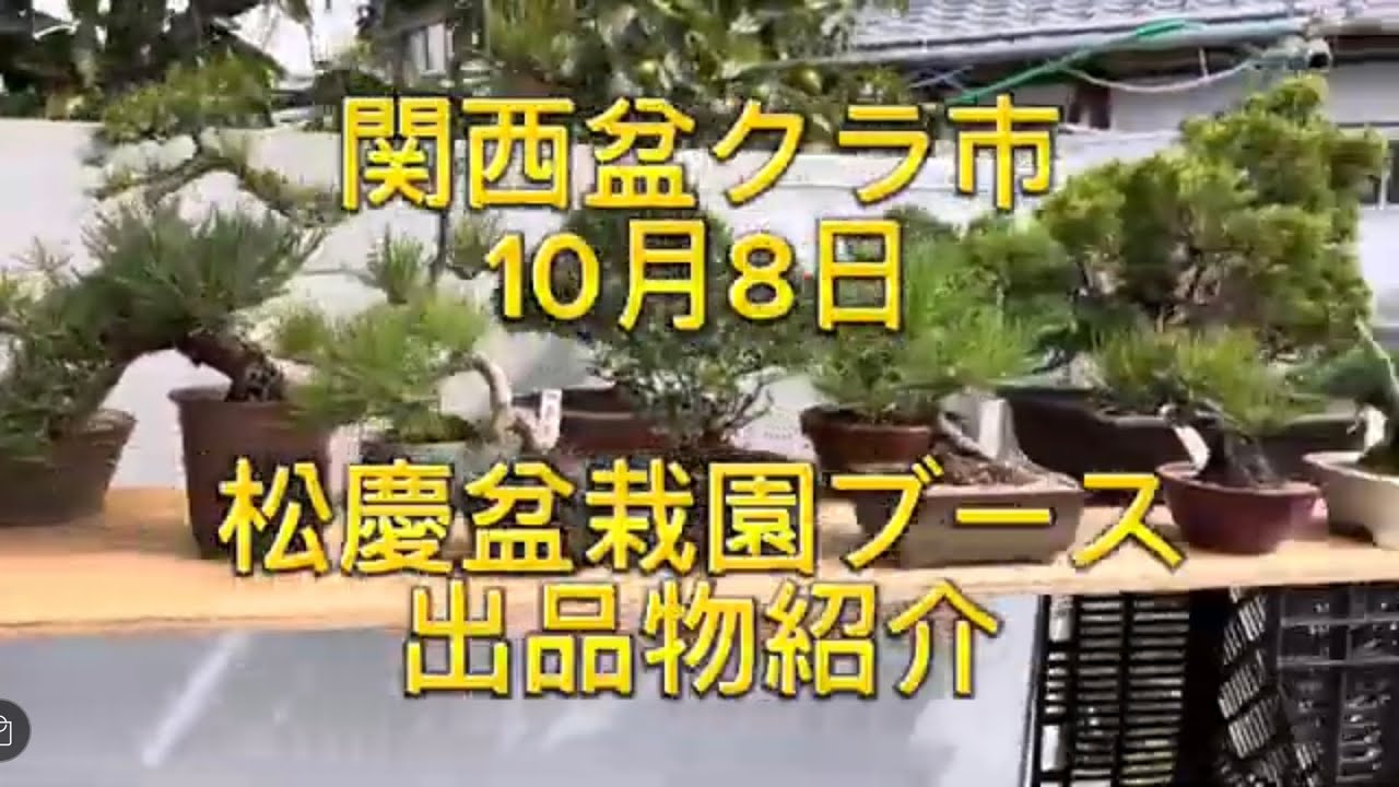 関西盆クラ市 松慶盆栽園のブース 詳細解説 2023年10月8日