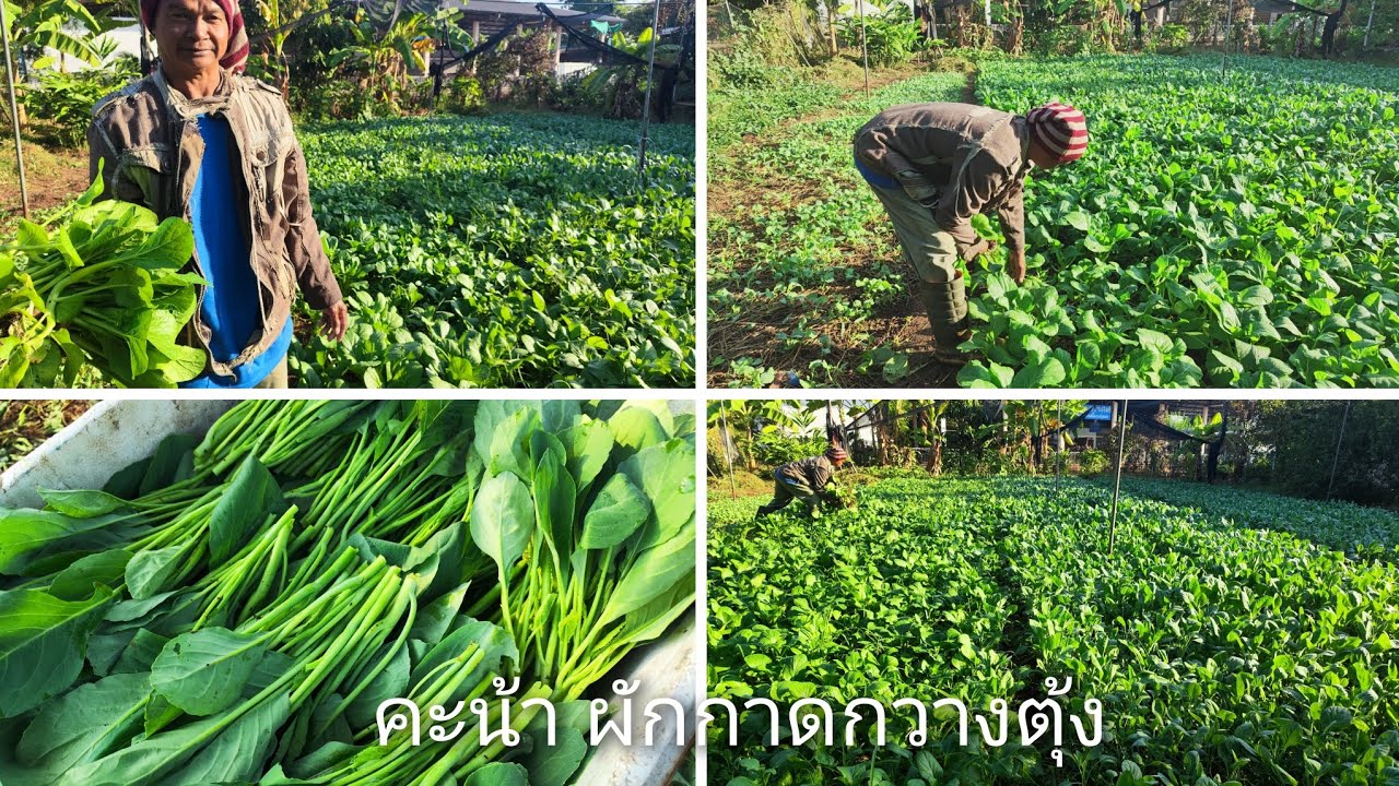 ปลูกผักคะน้า ผักกาดกวางตุ้ง ปลูกขายรายได้ดี