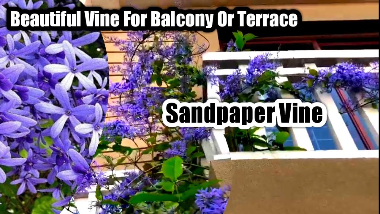 The most beautiful Vine plant for your balcony or terrace | Petrea vine | Sandpaper vine