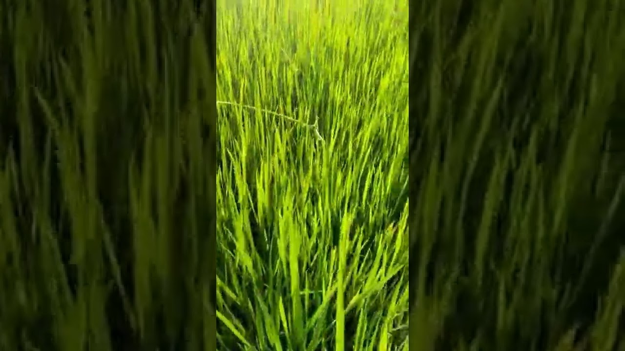 🌾டெல்டா விவசாயம் 🌾#delta #deltaterrcegarden