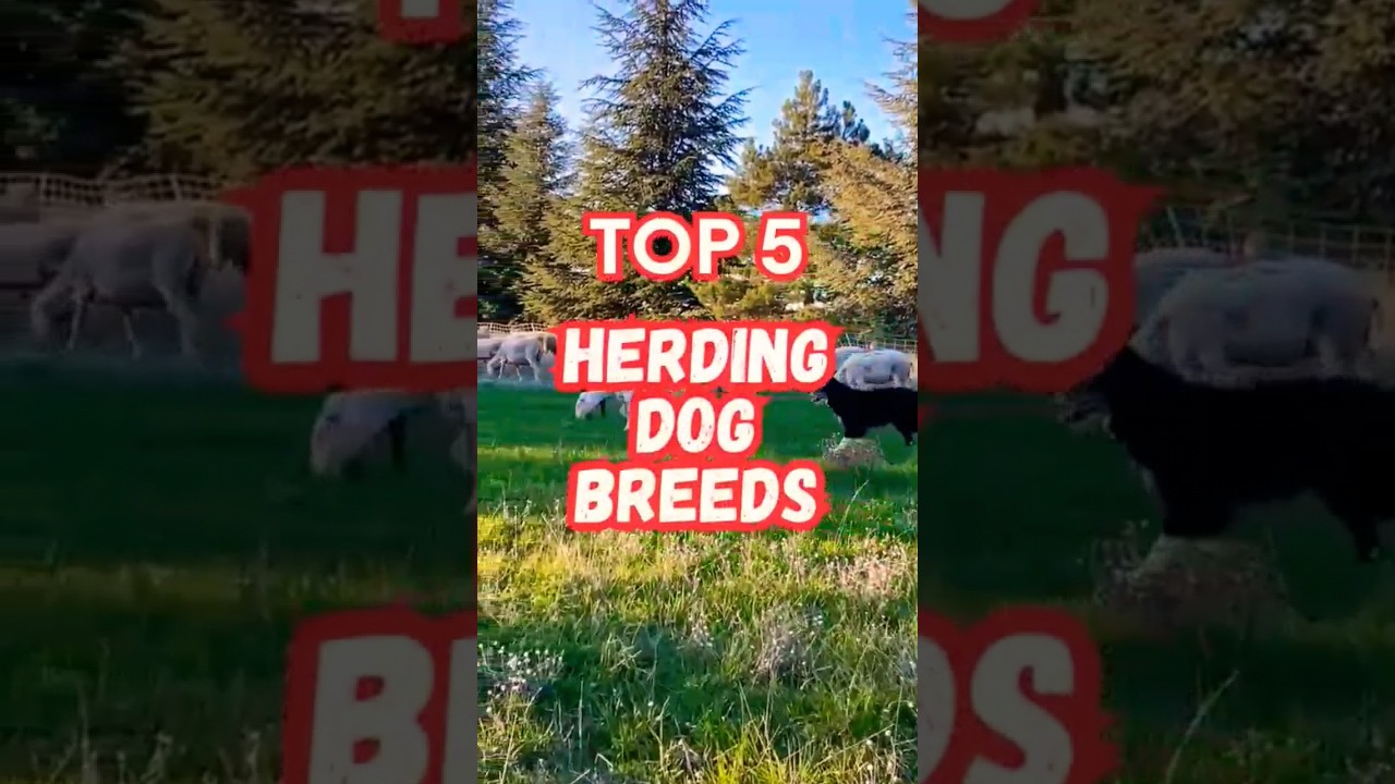 Top 5 Herding Dog Breeds🐕🌾 