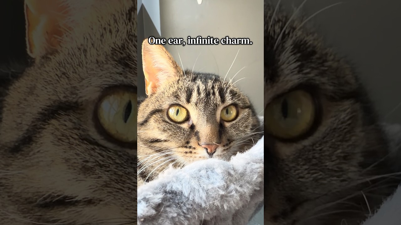 One Ear, Infinite Charm