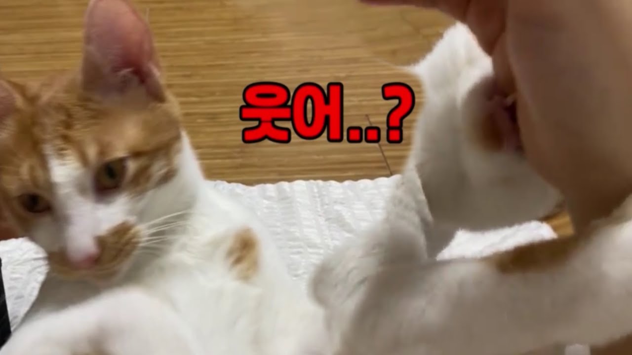 집사가 자기 얼굴에 방귀 껴서 개빡친 고양이