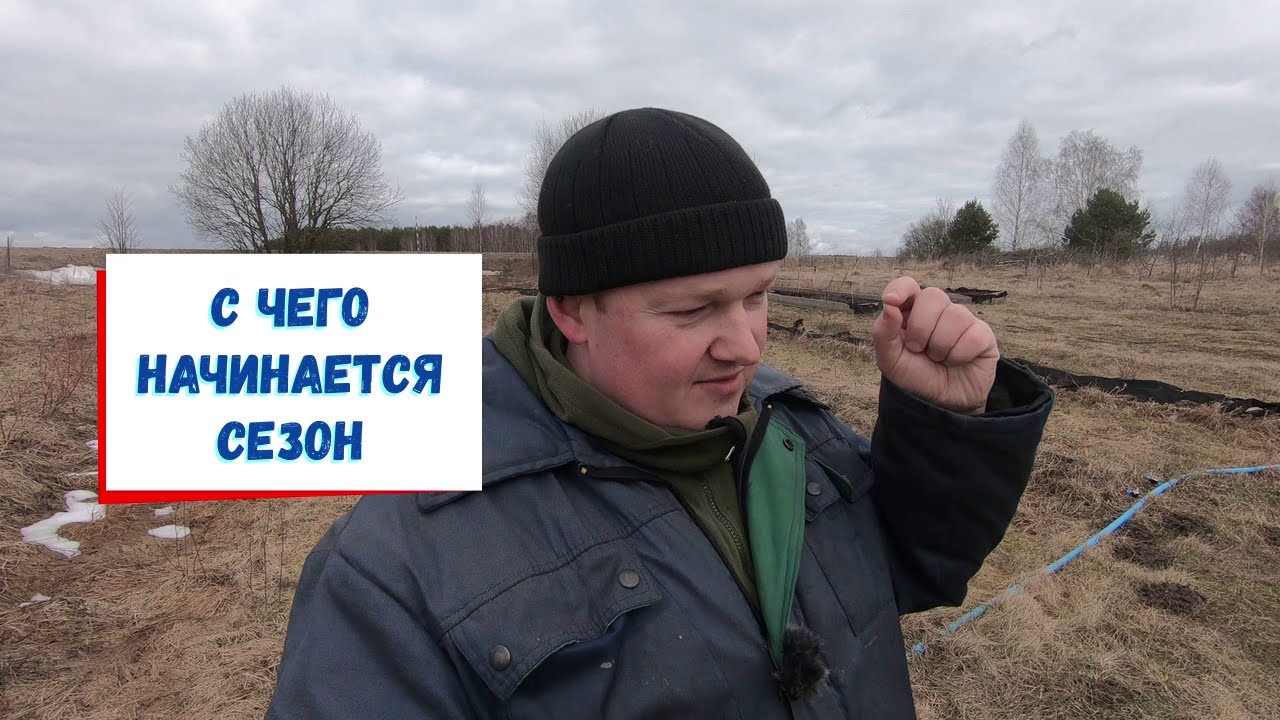 Первые работы на голубике