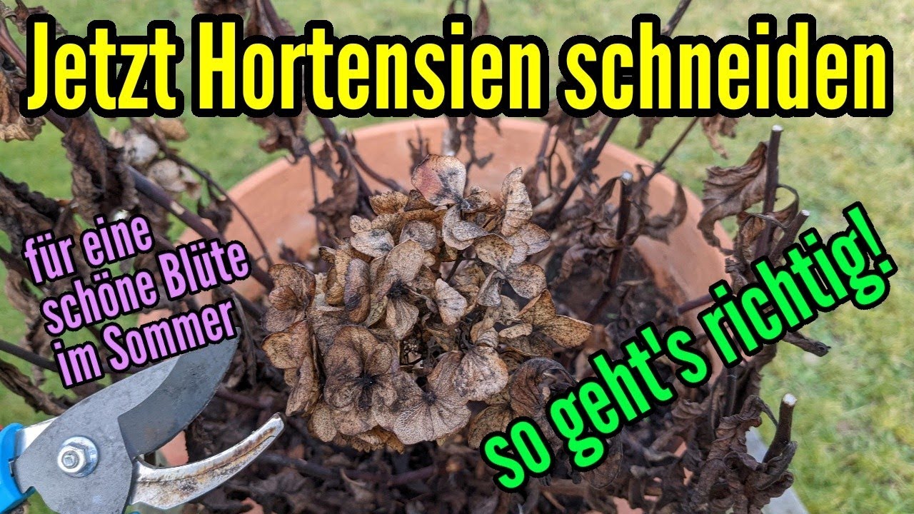 Jetzt Hortensien schneiden - So geht´s richtig für eine schöne Hortensienblüte im Sommer