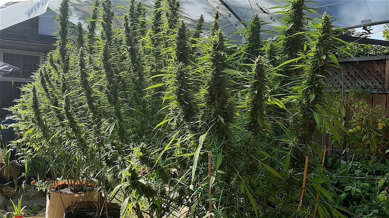 Outdoor Grow Quick Peek 2021-09-07