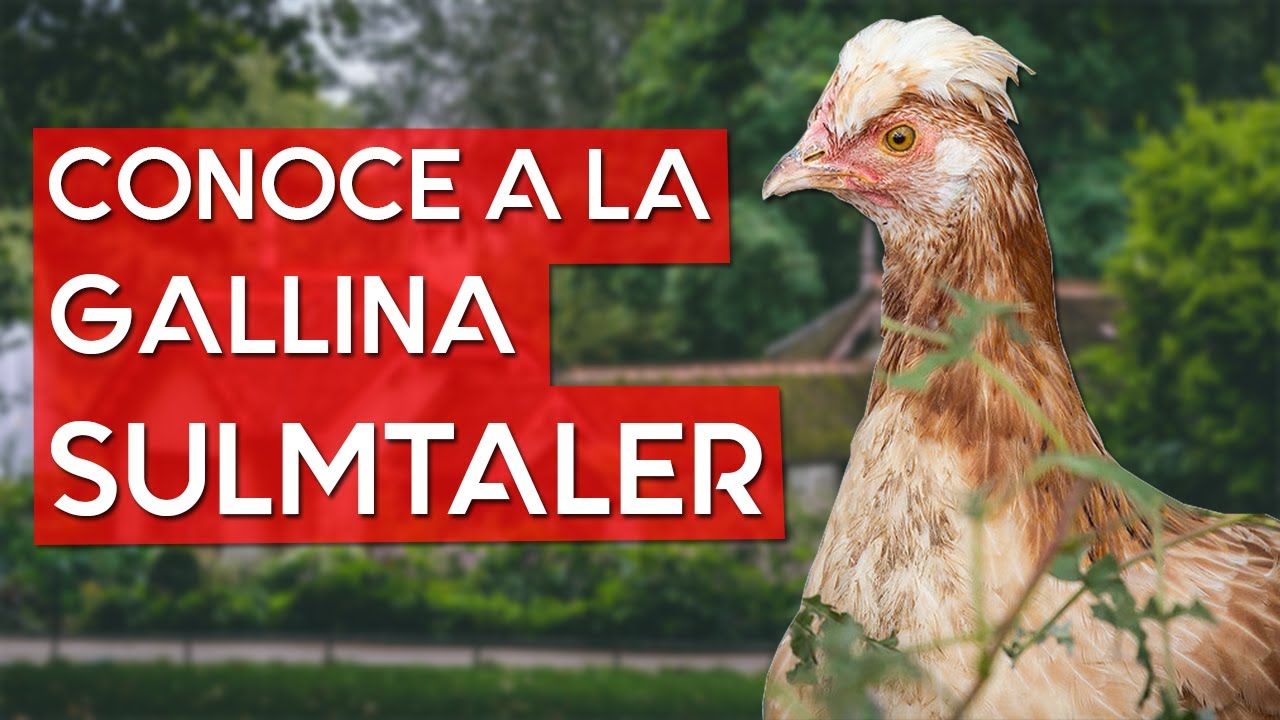 Gallina Sulmtaler 🐔 La raza de gallina con el copete bien peinado