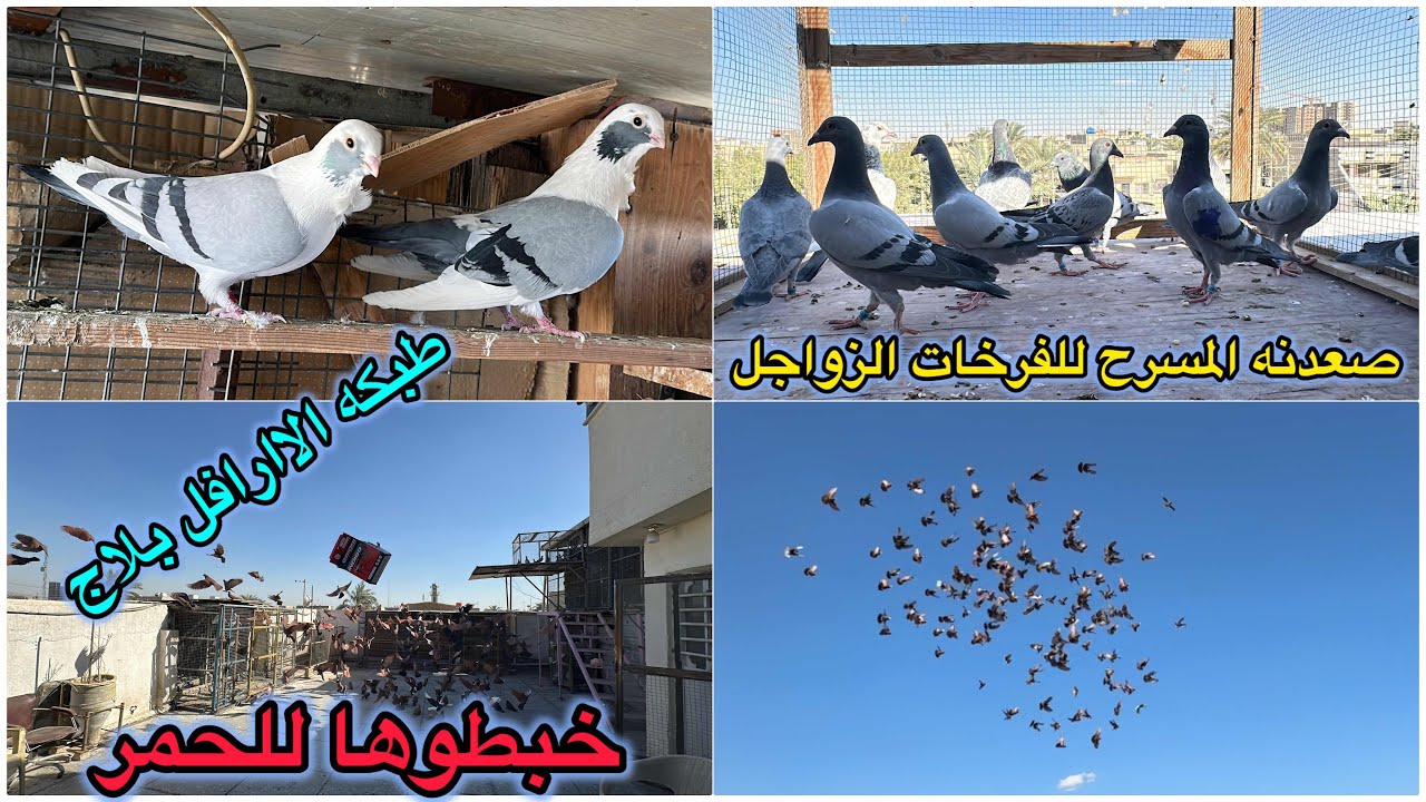 خبطوها للحمر😭😭فتحنه دشر بل زواجل الفرخات❤️❤️