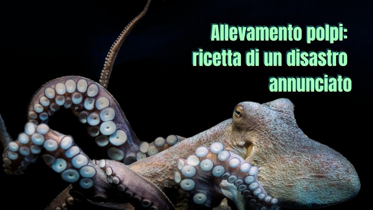 Allevamento polpi: la ricetta di un disastro annunciato